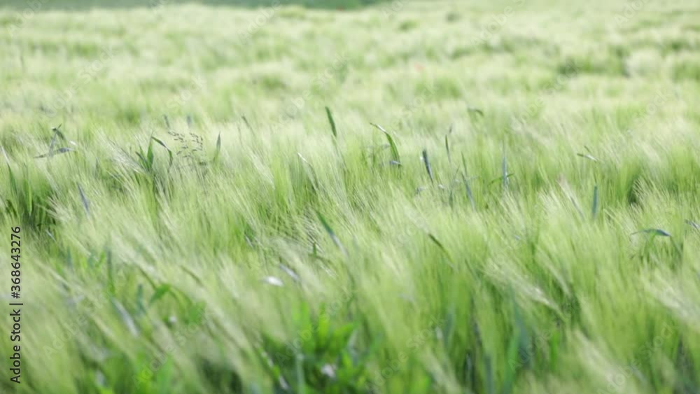 Green wheat stalks blow in the wind. Green wheat stalks blow in the wind.