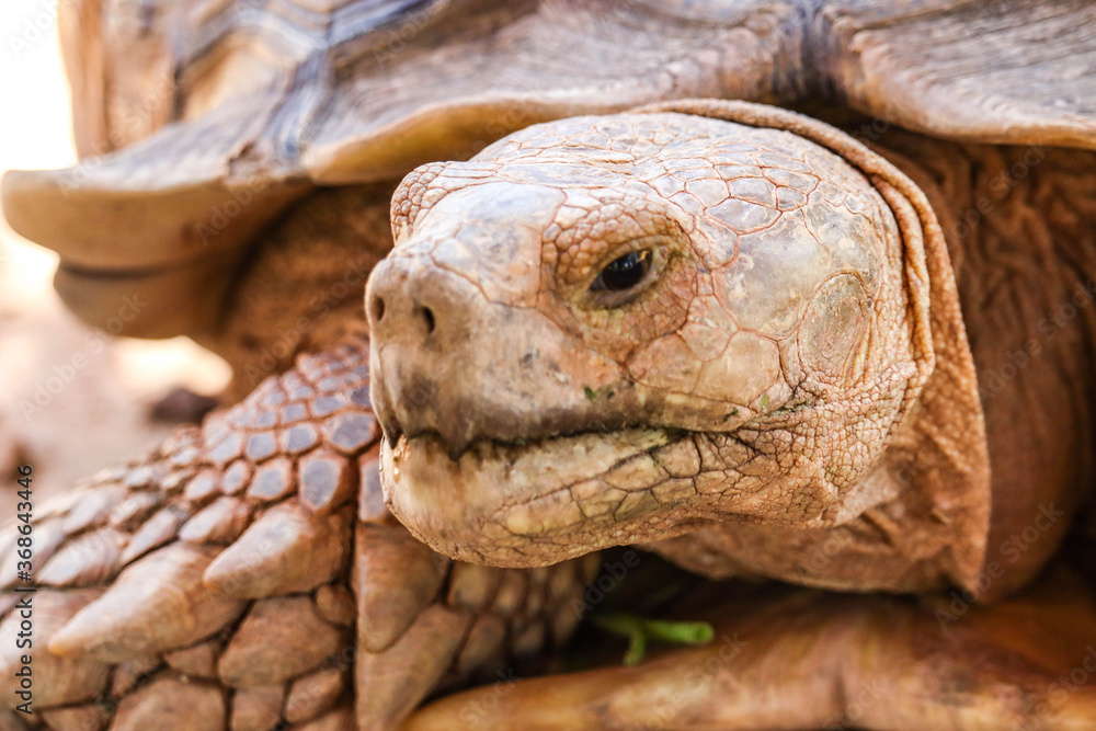 Close up of african spurred tortoise or geochelone sulcata in the garden. Sulcata tortoise is looking at camera. Close up of african spurred tortoise or geochelone sulcata in the garden. Sulcata tortoise is looking at camera.