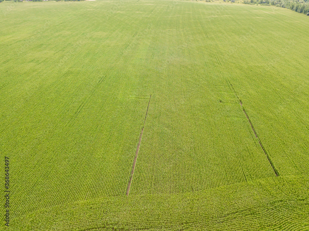 Green cornfield in Ukraine. Aerial drone view.