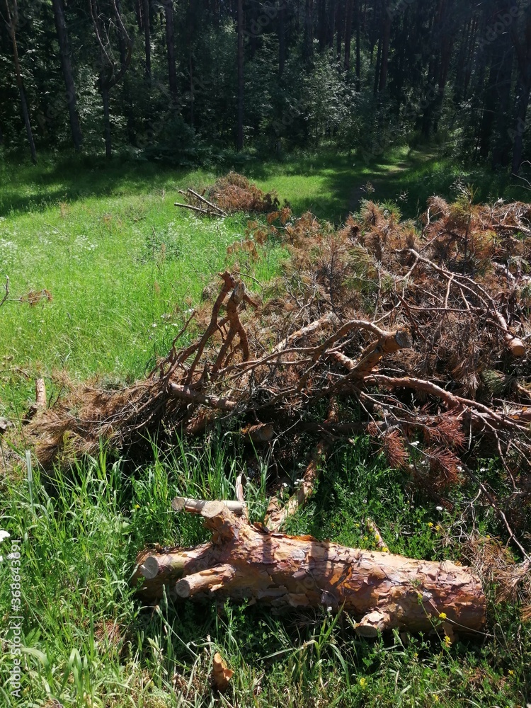 Sawn tree trunk. The wood was cut into stumps in the forest. Firewood from the sawed pine trees lie on the ground. Sawn tree trunk. The wood was cut into stumps in the forest. Firewood from the sawed pine trees lie on the ground.