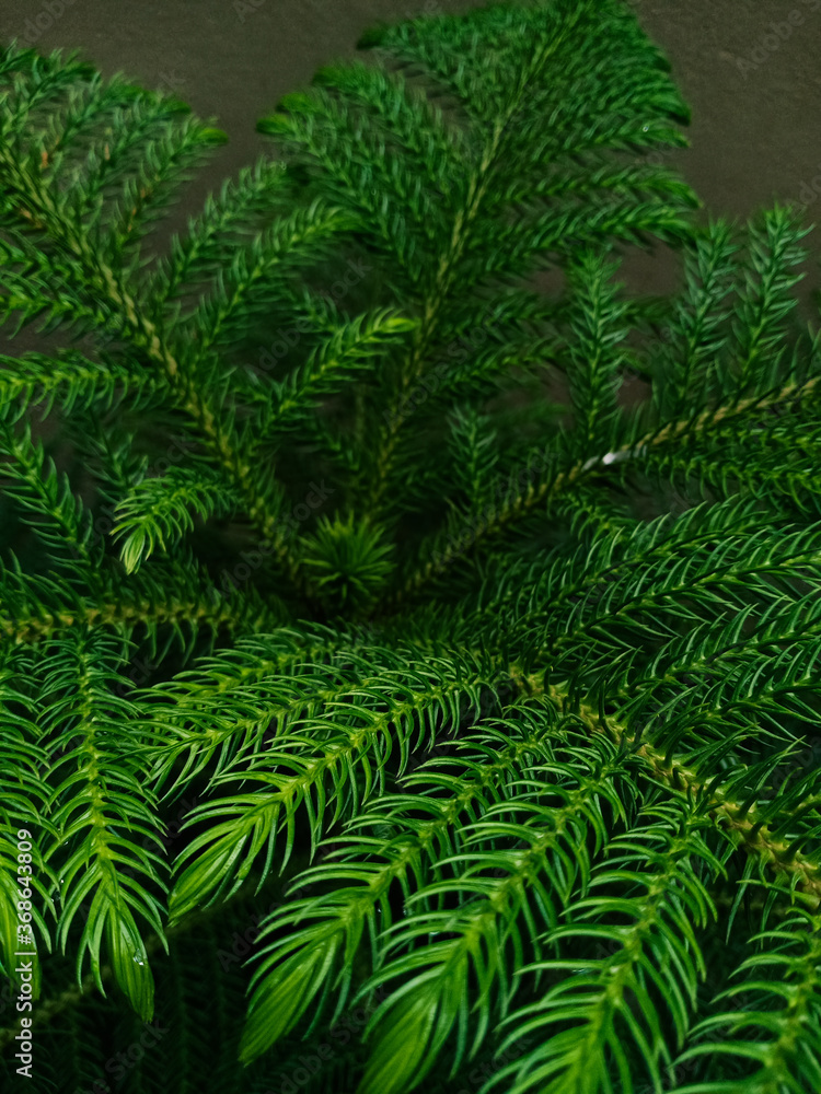 green fern leaves