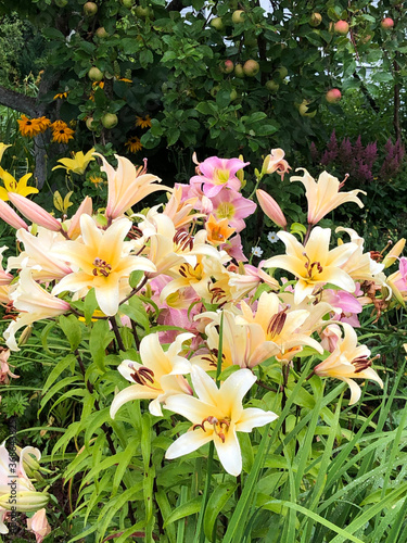 white and yellow lilies in the garden 