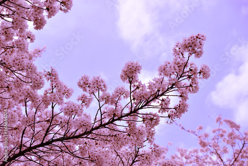 天に伸びる桜の花