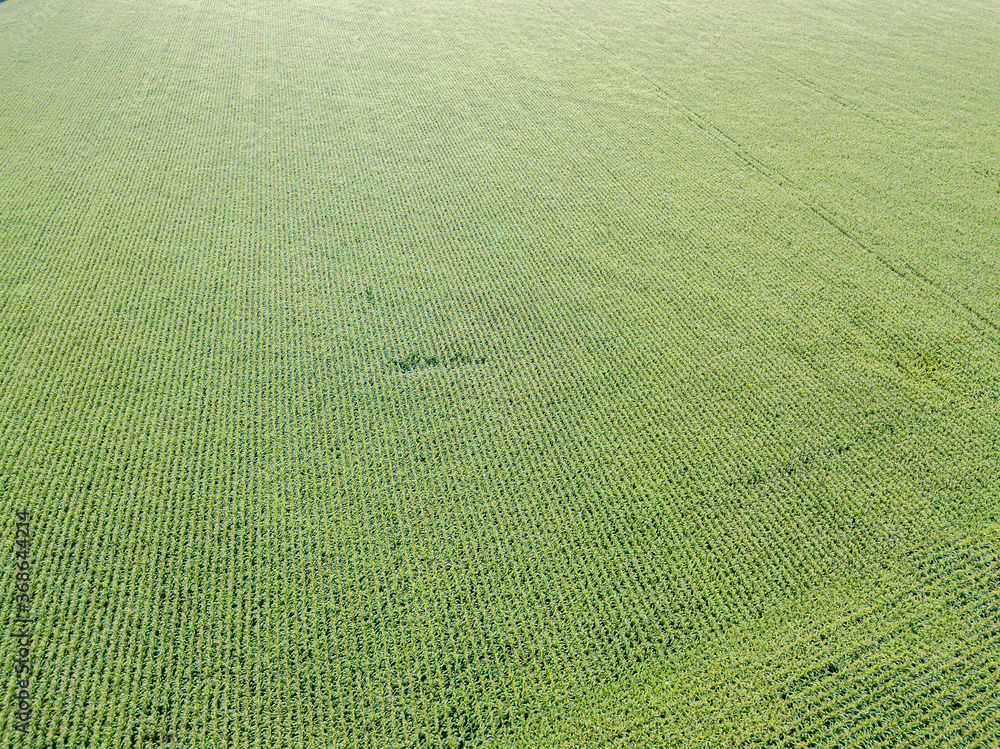 Green cornfield in Ukraine. Aerial drone view.