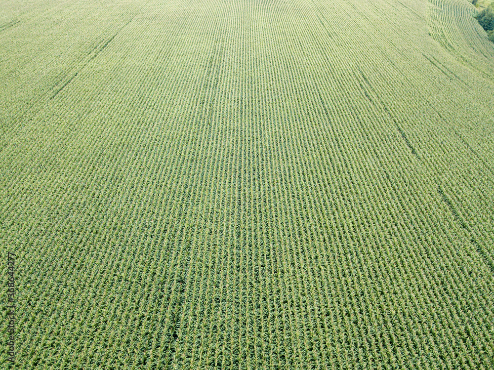 Green cornfield in Ukraine. Aerial drone view. Green cornfield in Ukraine. Aerial drone view.