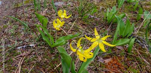 Trout Lily, Erythronium americanum