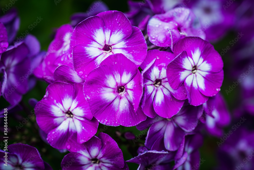 Blooming phlox in the garden. Shallow depth of field. Blooming phlox in the garden. Shallow depth of field.