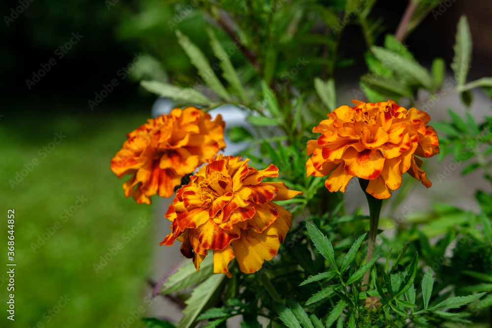 Yellow-red marigolds bloom in the garden in pots, against the backdrop of a lawn with green grass. Yellow-red marigolds bloom in the garden in pots, against the backdrop of a lawn with green grass.