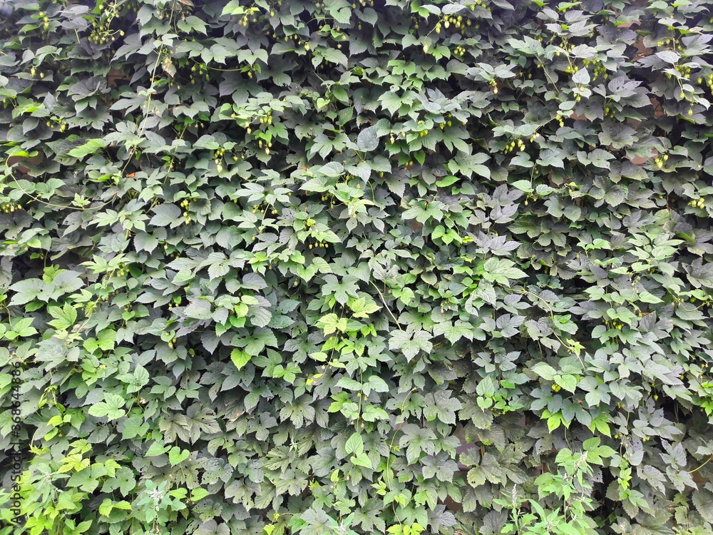 Hop wall in the garden. Hop wall in the garden.