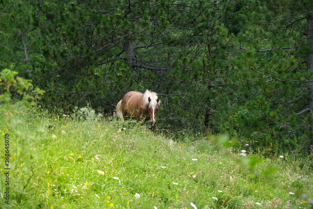 brown horse eating in a pine forest in the mountain area of the majalla