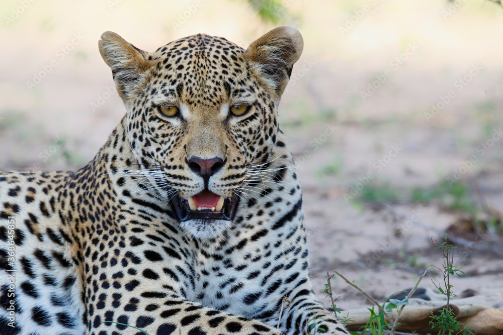 Portrait of a male leopard
resting in a Game Reserve in the Greater Kruger Region in South Africa Portrait of a male leopard
resting in a Game Reserve in the Greater Kruger Region in South Africa