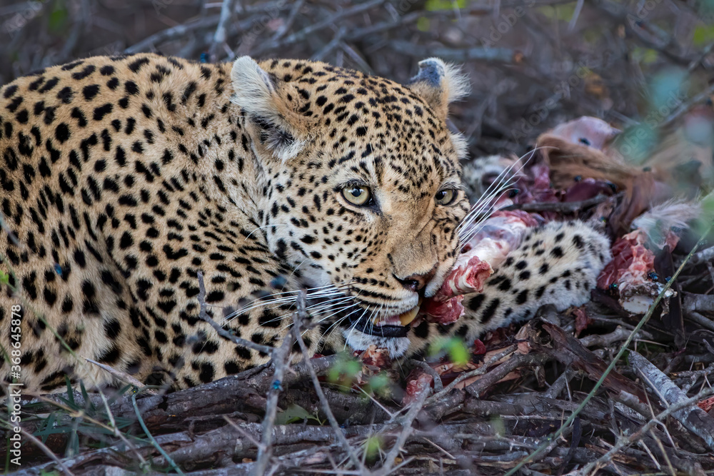 Obraz premium Male leopard eating from the remains of an impala prey in Sabi Sands Game Reserve in the Greater Kruger Region in South Africa