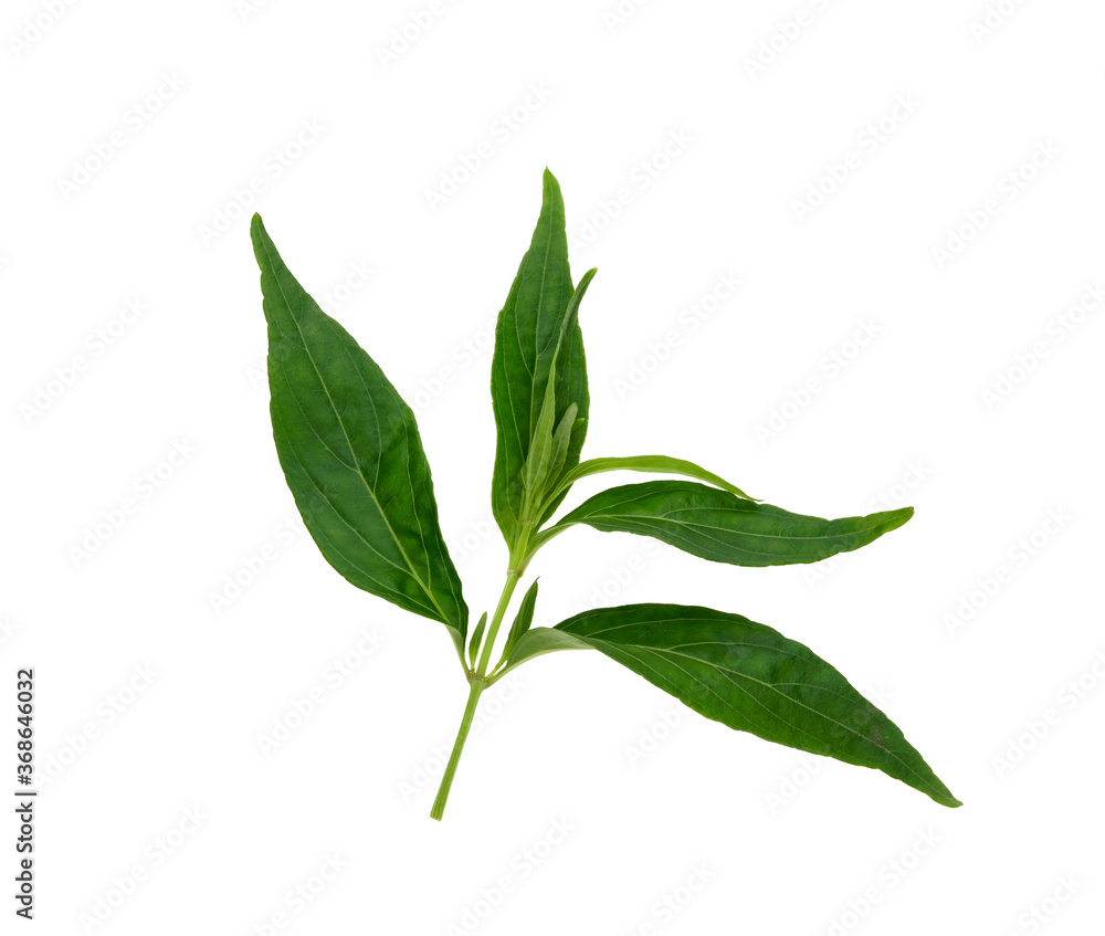 Andrographis paniculata plant on white background Andrographis paniculata plant on white background