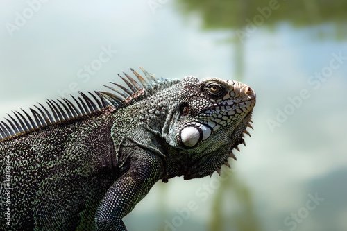 Iguana © klausbalzano