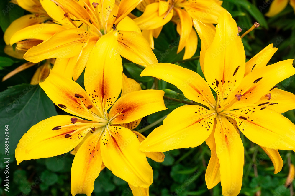 yellow lilies in the garden