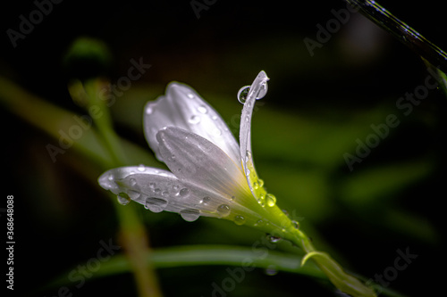Wallpaper Mural flor Torontodigital.ca