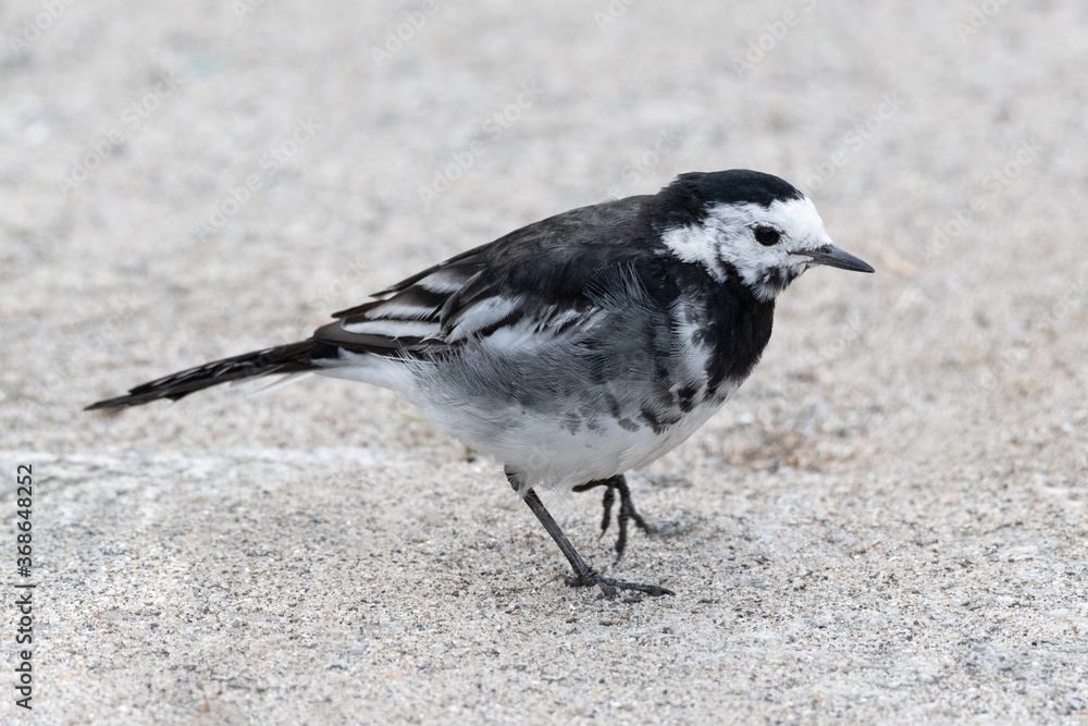 Pied Wagtail, Motacilla alba yarrellii Pied Wagtail, Motacilla alba yarrellii