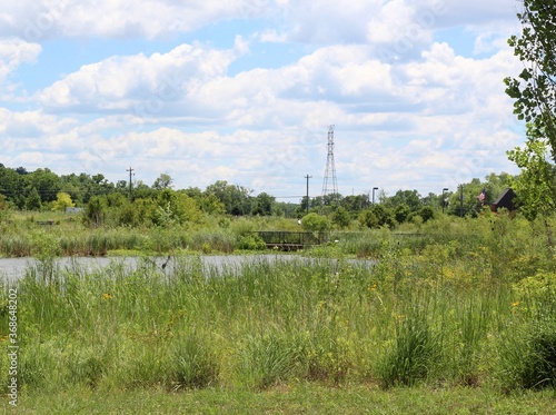 the green summer landscape and the pond in the park.