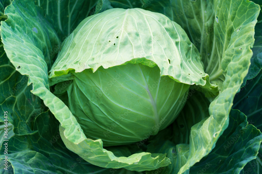 Obraz premium a large head of cabbage in the garden