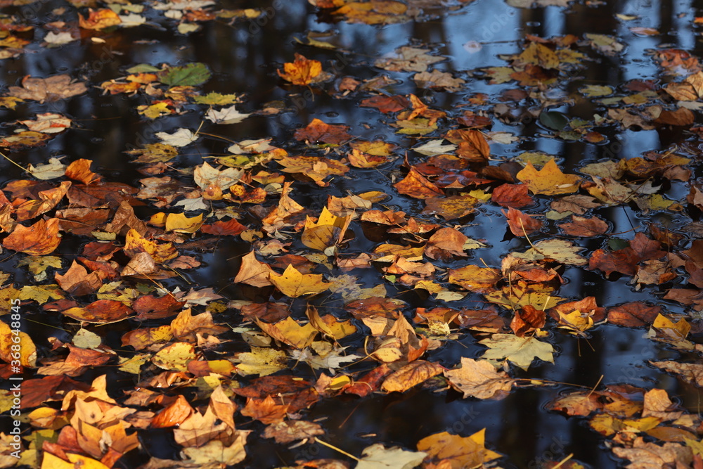 leef on the pond leef on the pond