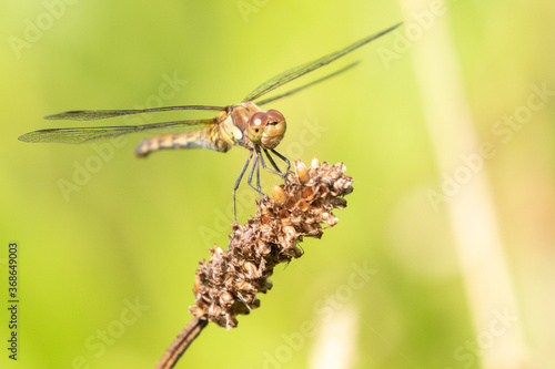 Female Common Darter Dragonfly © Steve Simons