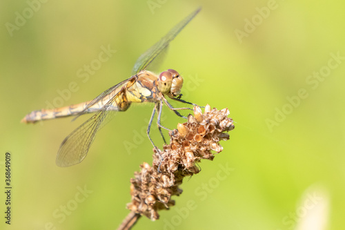 Female Common Darter Dragonfly Eating © Steve Simons