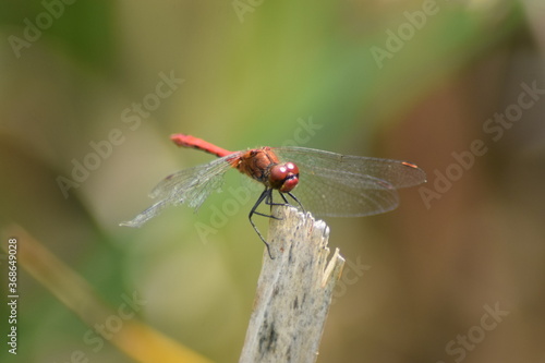 Feuerlibelle photo