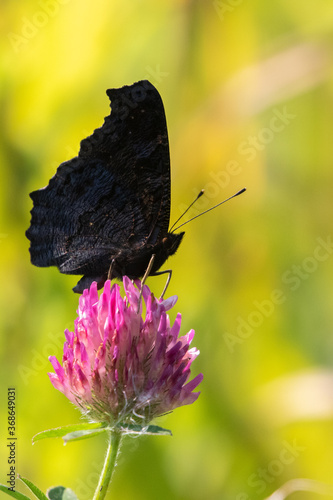 Peacock Butterfly on a Pink Clover Flower