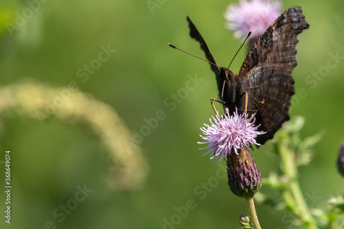 Peacock Butterfly on a Pink Thistle Flower