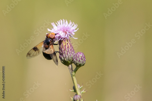 Great Pied Hoverfly