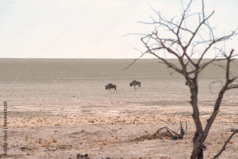 Fototapeta premium gnu antelopes at Etosha