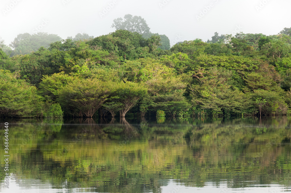 Fototapeta premium The rainforest in the tributary waters of the Amazon River