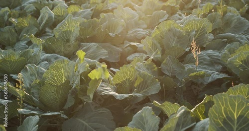 abbage growing in the garden photo