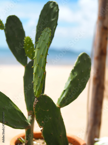 green cactus on the beach (blurred background) 