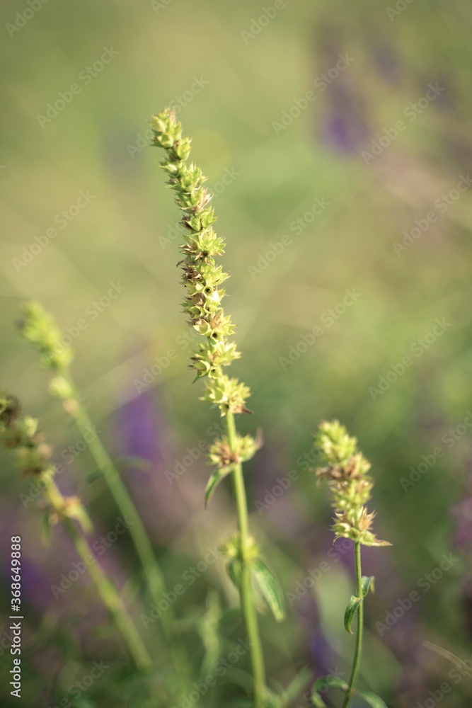 Green field spikelets on a background of purple flowers and green grass in modern art processing. Natural summer-autumn background. concept of wild nature beauty.