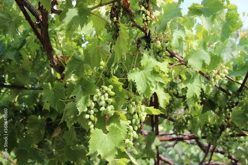 green  grapes and leaves on a branch