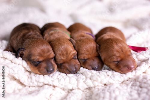 four newborn dachshund puppies in a row