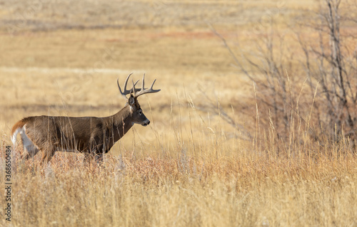 Whitetail Deer Buck in the Fall Rut