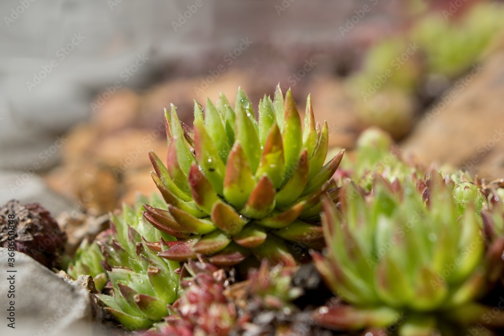 Frost-resistant succulents in the garden Frost-resistant succulents in the garden