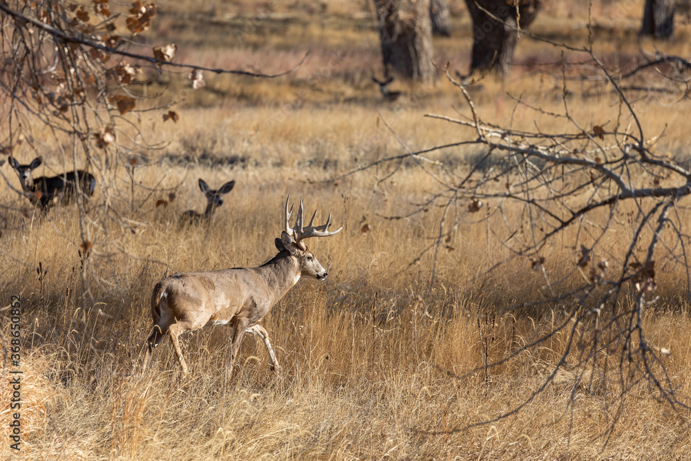 Fototapeta premium Whitetail Deer Buck in the Fall Rut