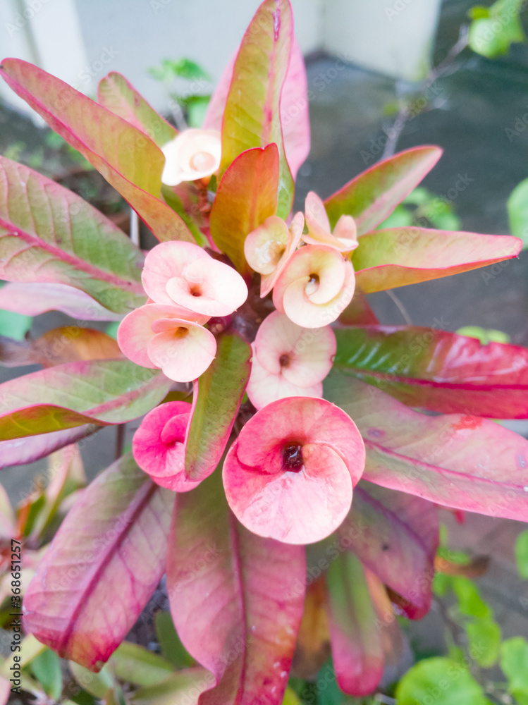 Closeup of Euphorbia flowers with skin and red color and color shaded