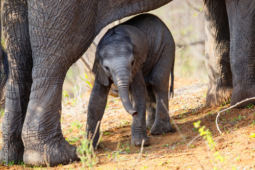 baby elephant seeks protection from mother in a game reserve in the Greater Kruger Region in South Africa