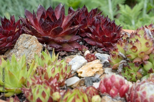 Frost-resistant succulents in the garden