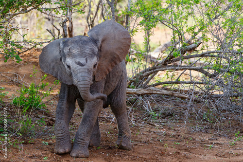 baby elephant exploring the world in Sabi Sands game reserve in the Greater Kruger Region in South Africa