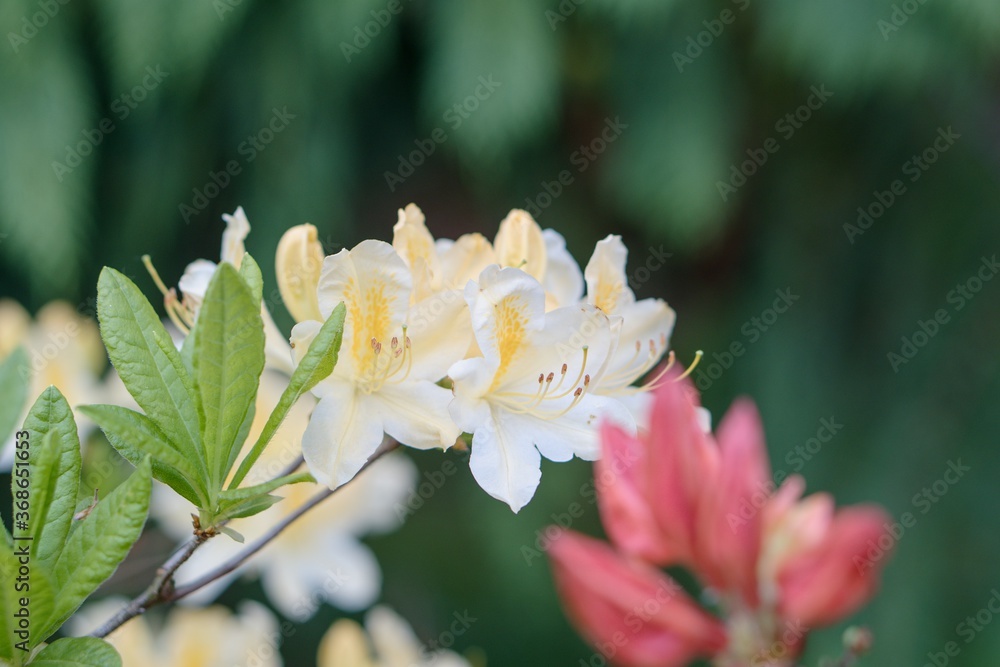 Fototapeta premium Rhododendron Deciduous Azalea Knapp-Hill, mollis