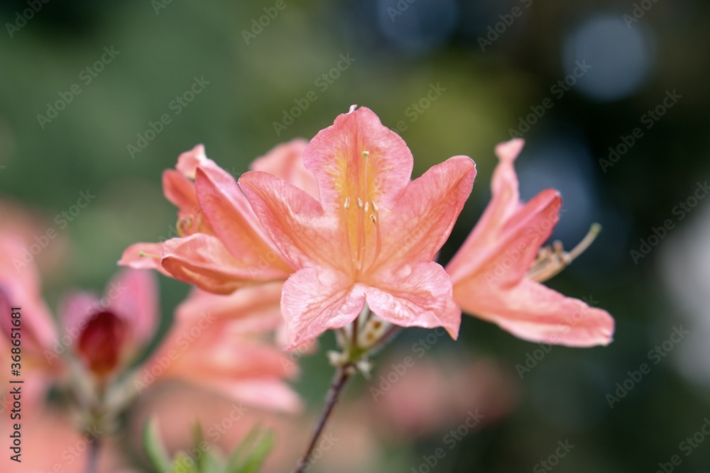 Fototapeta premium Rhododendron Deciduous Azalea Knapp-Hill, mollis