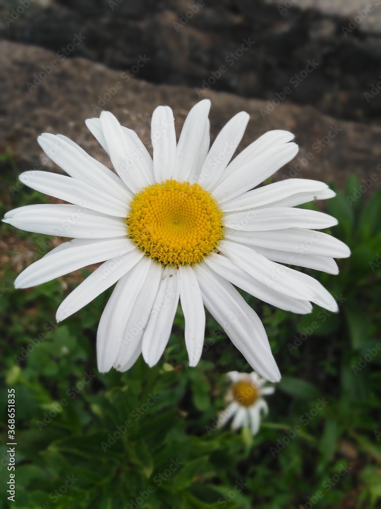 Fototapeta premium white daisy flower
