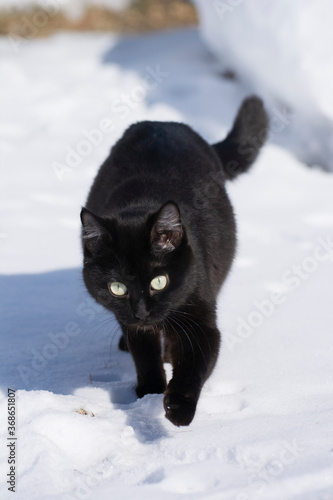black and white cat with green eyes on a background of white snow