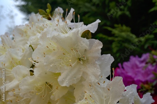 Obraz na płótnie Rhododendron Deciduous Azalea Knapp-Hill, mollis