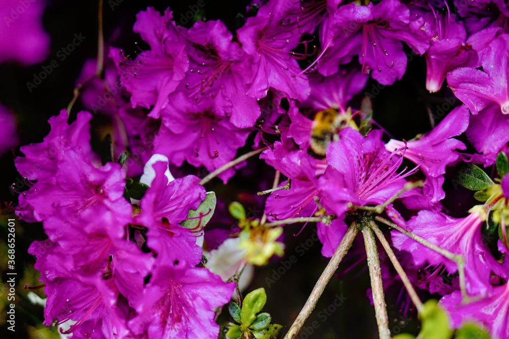 Rhododendron Deciduous Azalea Knapp-Hill, mollis Rhododendron Deciduous Azalea Knapp-Hill, mollis